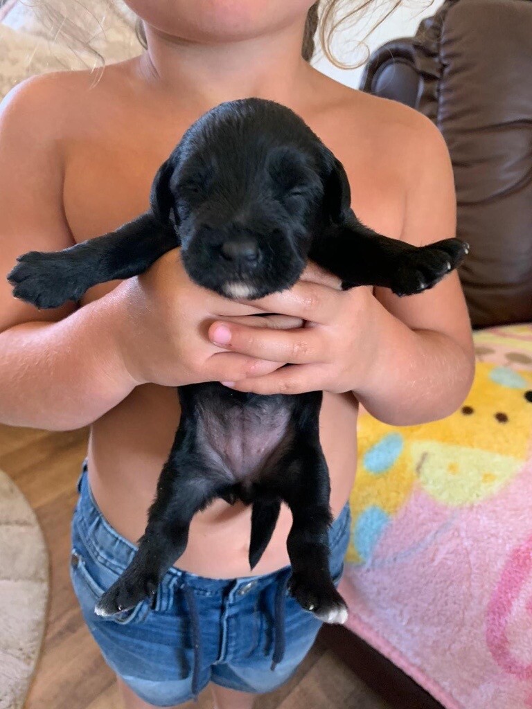 koalas stuffed animals